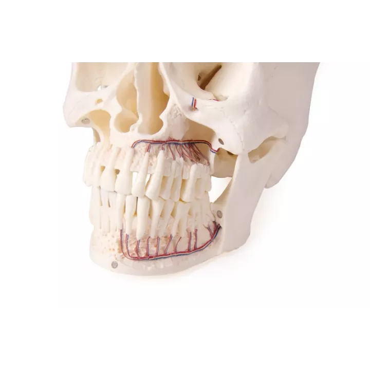 Modèle de crâne pour la dentisterie et la chirurgie orale, 5 parties