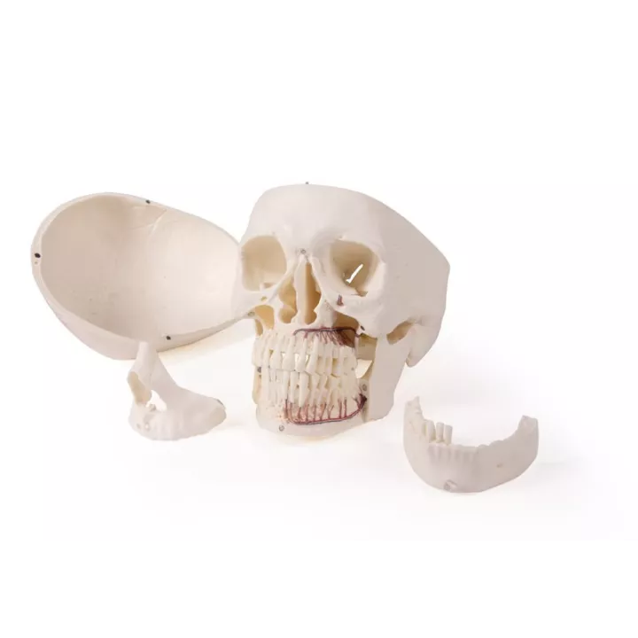 Modèle de crâne pour la dentisterie et la chirurgie orale, 5 parties
