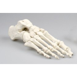 Squelette du pied