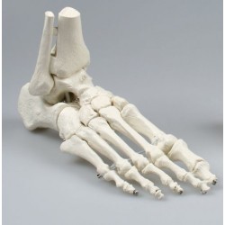 Squelette du pied avec tibia et péroné
