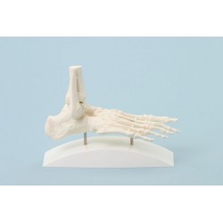 Squelette du pied, modèle en bloc