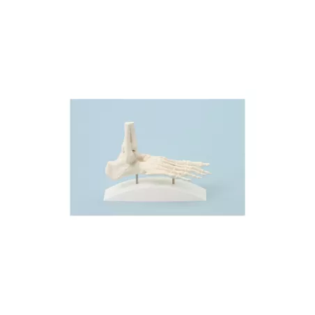 Squelette du pied, modèle en bloc
