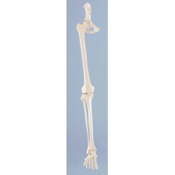 Squelette de la jambe avec demi pelvis