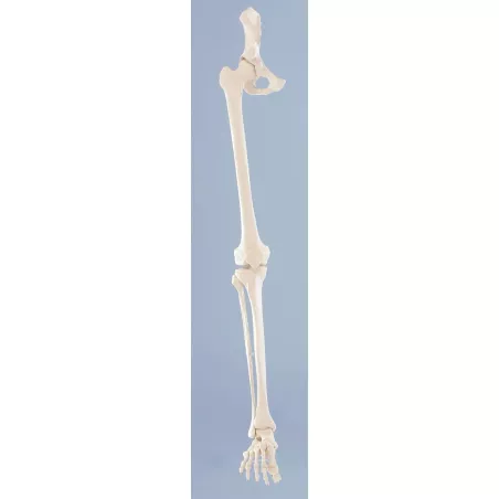 Squelette de la jambe avec demi pelvis