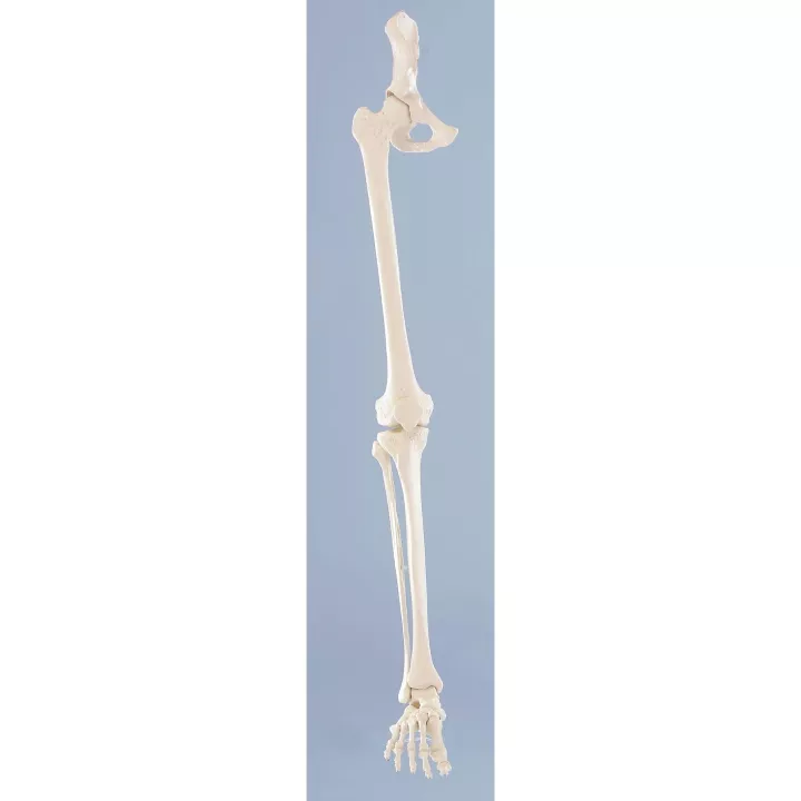 Squelette de la jambe avec demi pelvis