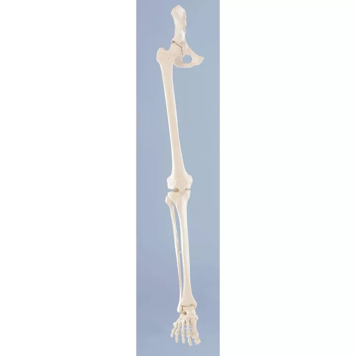 Squelette de la jambe avec demi pelvis