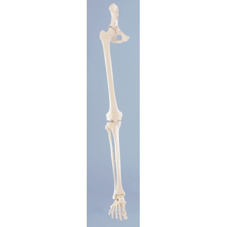 Squelette de la jambe avec moitié de bassin et pied souple