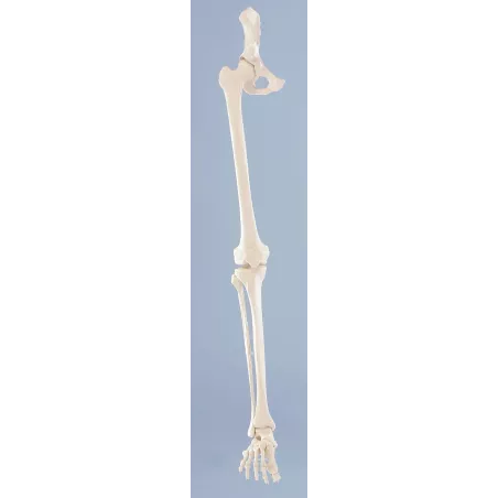 Squelette de la jambe avec moitié de bassin et pied souple
