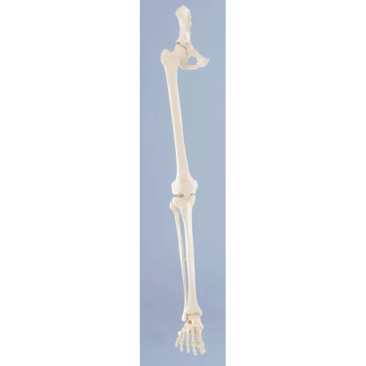 Squelette de la jambe avec moitié de bassin et pied souple