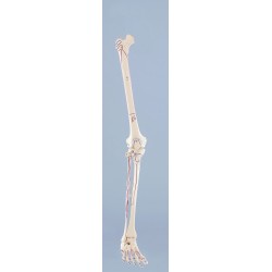 Squelette de la jambe (3 modèles disponibles)