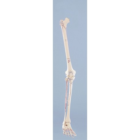 Squelette de la jambe (3 modèles disponibles)