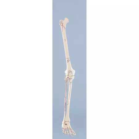 Squelette de la jambe (3 modèles disponibles)