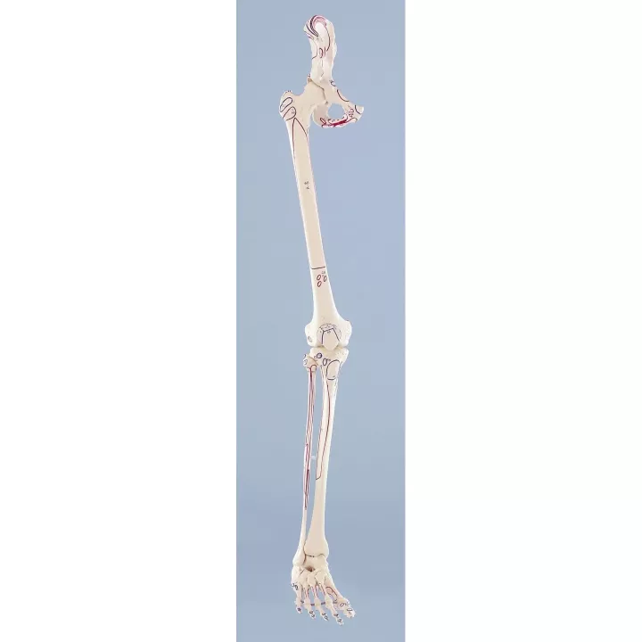 Squelette de la jambe (3 modèles disponibles)