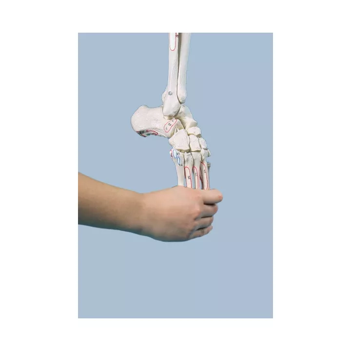 Squelette de la jambe (3 modèles disponibles)