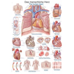 Planche anatomique du coeur humain