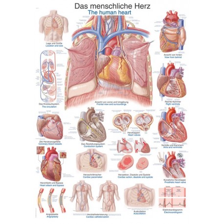 Planche anatomique du coeur humain