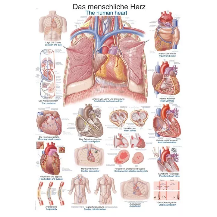 Planche anatomique le coeur humain