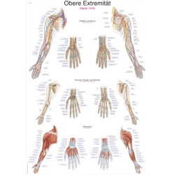 Planche anatomique des membres superieurs