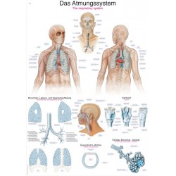 Planche anatomique du système réspiratoire