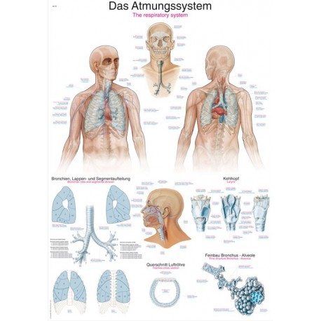 Planche anatomique du système réspiratoire