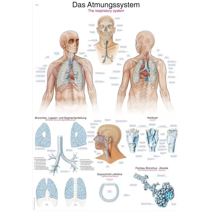 Planche anatomique du système respiratoire