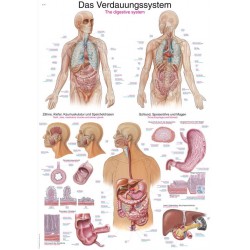 Planche anatomique du système digestif