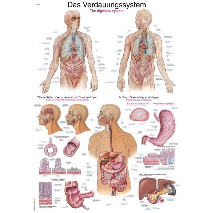 Planche anatomique du système digestif
