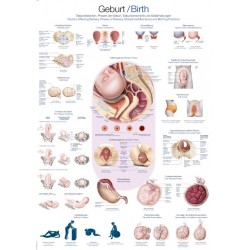 Planche anatomique "naissance"