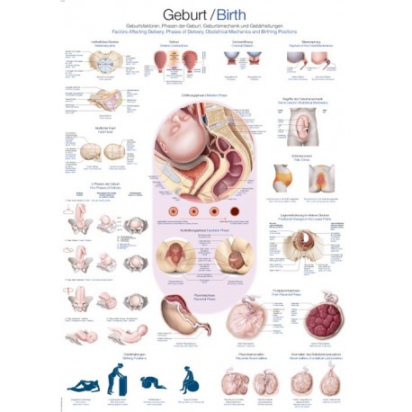 Planche anatomique "naissance"