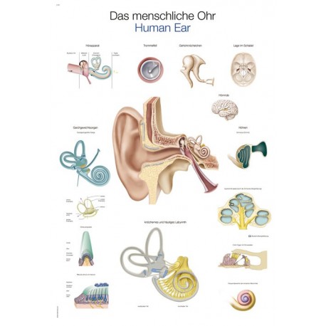Planche anatomique de l'oreille