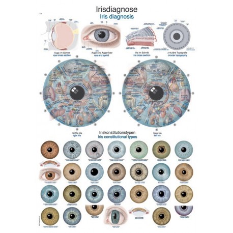 Planche anatomique iridologie