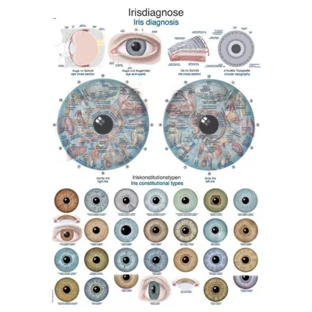 Planche anatomique iridologie