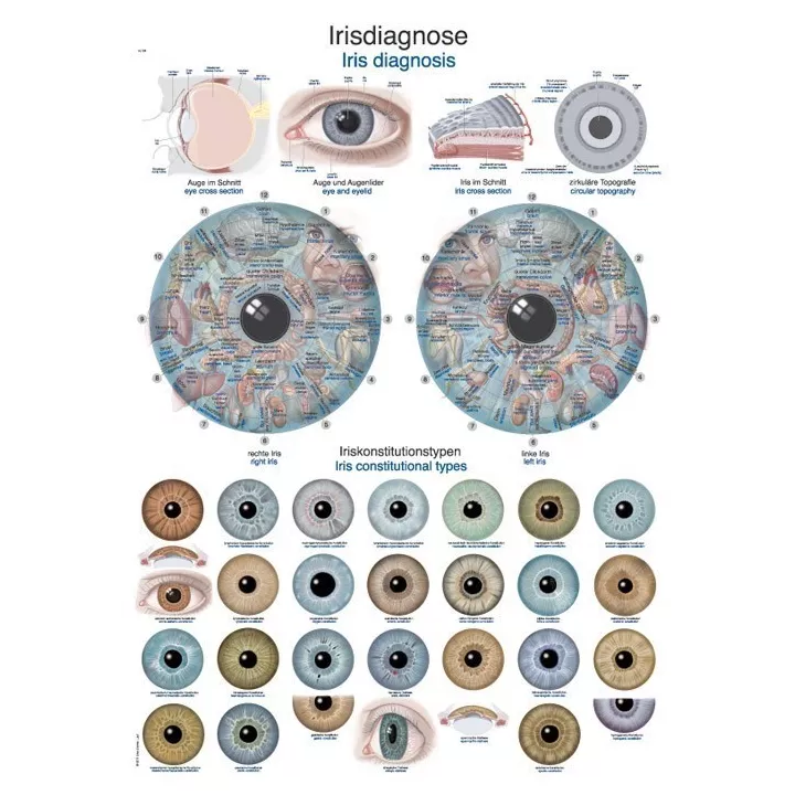 Planche anatomique iridologie