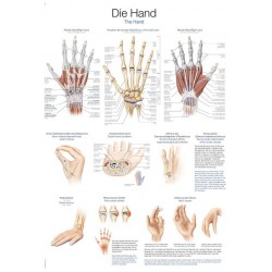 Planche anatomique de la main