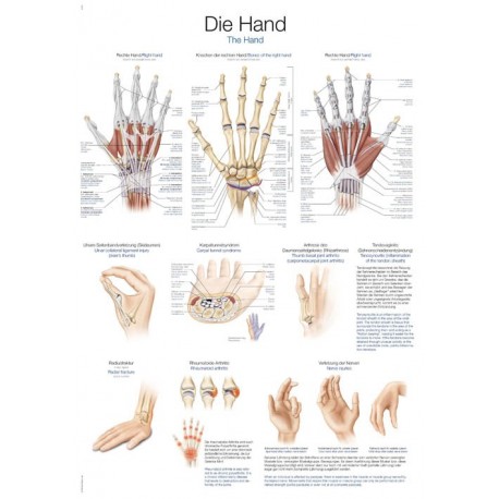Planche anatomique de la main