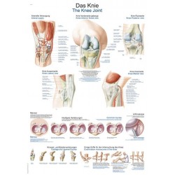 Planche anatomique du genou