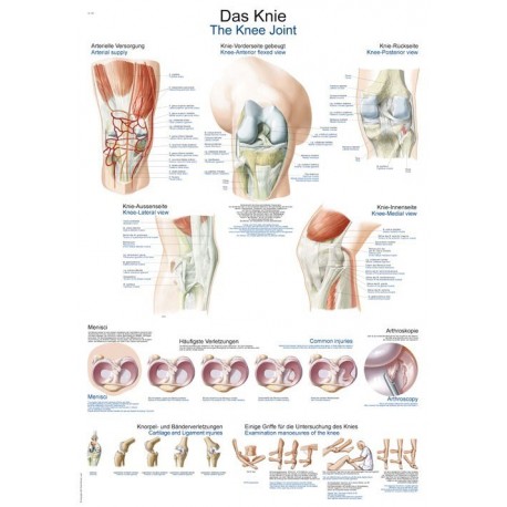 Planche anatomique du genou