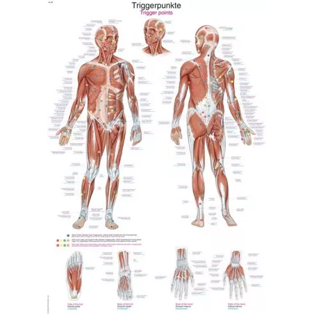 Planche anatomique Points Trigger