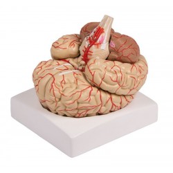 Modèle de cerveau, en 9 parties avec les artères