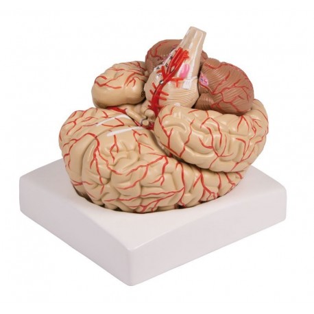 Modèle de cerveau, en 9 parties avec les artères