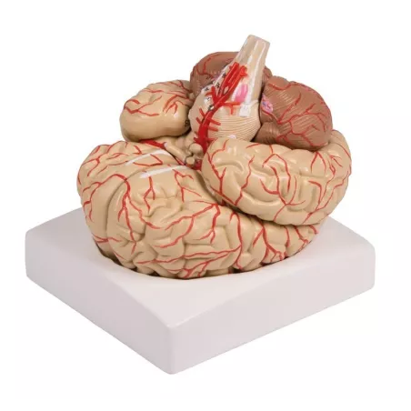 Modèle de cerveau, en 9 parties avec les artères