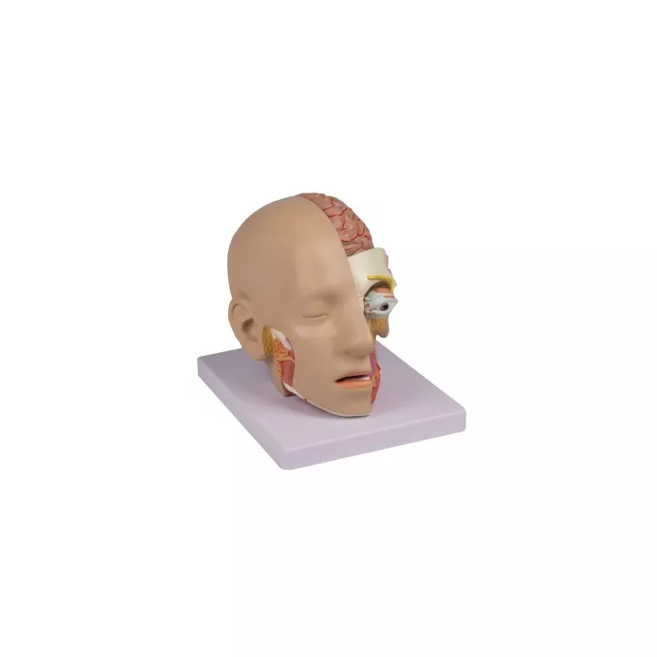 Modèle de tête en 4 parties
