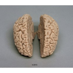 Cerveau humain pour crâne 4710