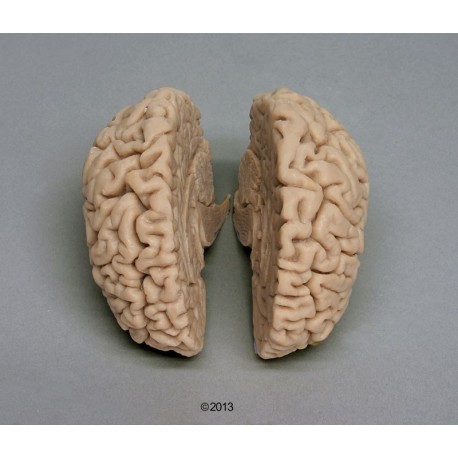 Cerveau humain pour crâne 4710