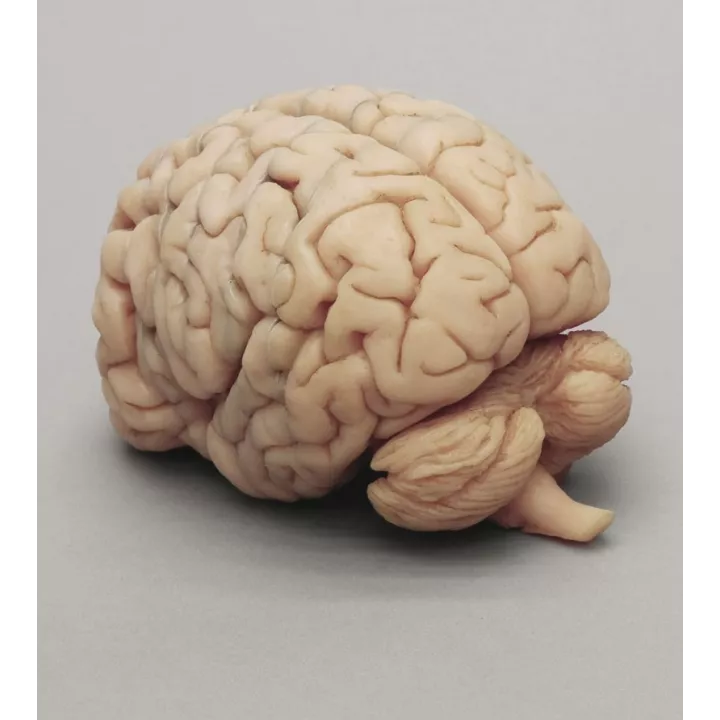 Cerveau humain avec sections frontales