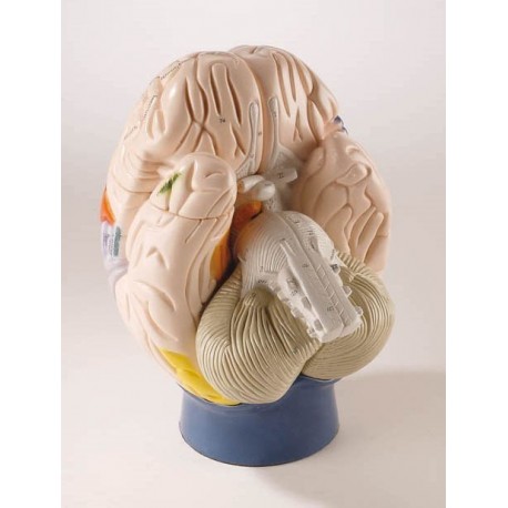 Modèle de cerveau neuro-anatomique, en 4 parties