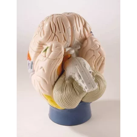 Modèle de cerveau neuro-anatomique, en 4 parties