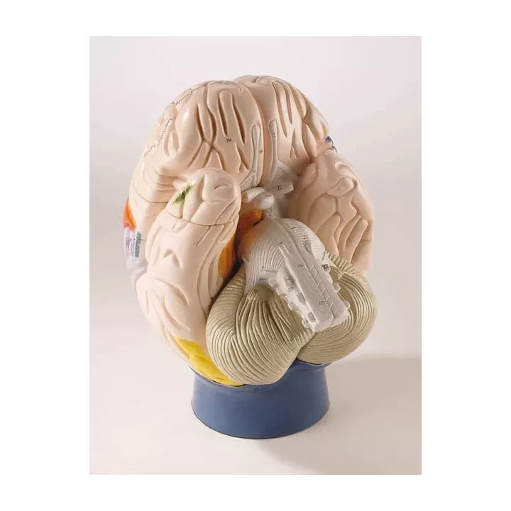 Modèle de cerveau neuro-anatomique, en 4 parties