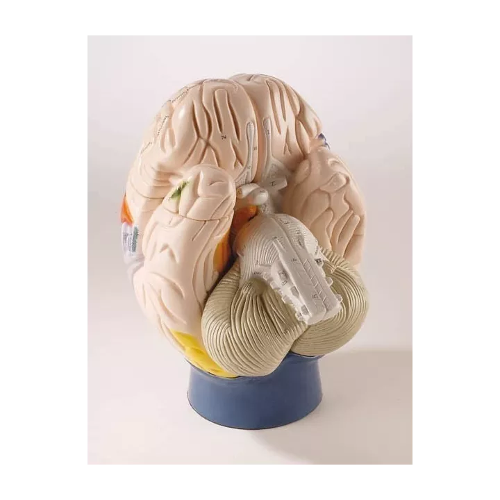 Modèle de cerveau neuro-anatomique, en 4 parties