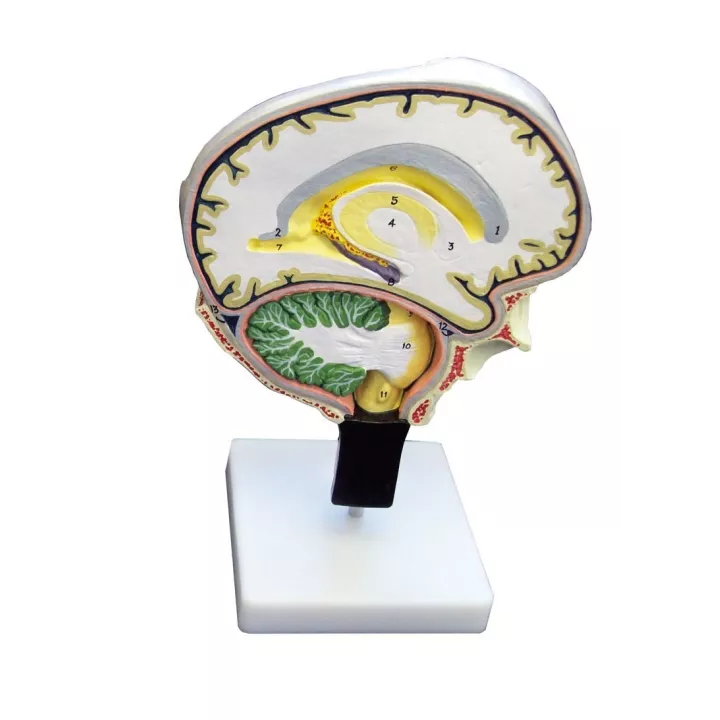 Tranche de cerveau recto-verso